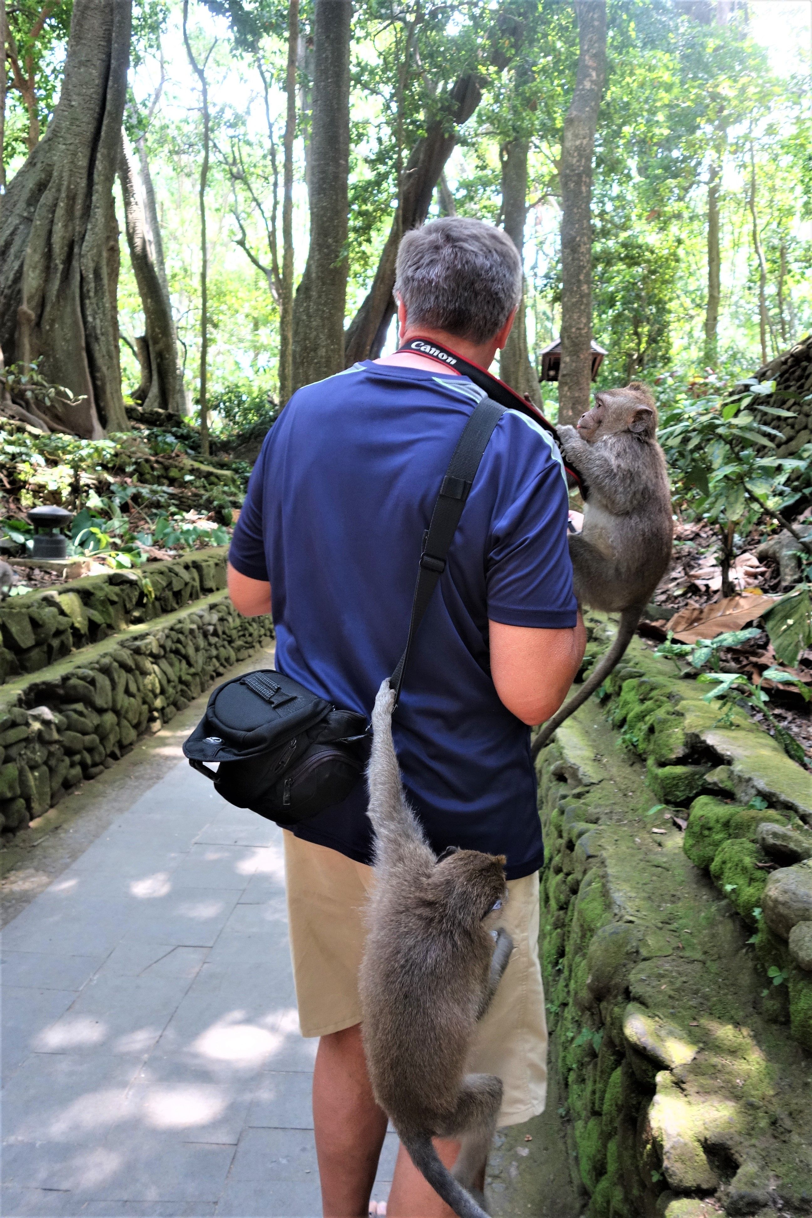 Ubud monkeys